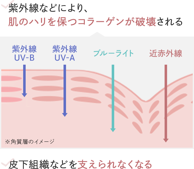 ・紫外線などにより、肌のハリを保つコラーゲンが破壊される 紫外線 紫外線 ブルーライト 近赤外線 UV-B UV-A ※角質層のイメージ ・皮下組織などを支えられなくなる
